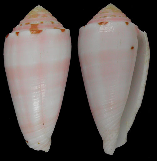 Conus (Pionoconus) boutetorum   Richard & Rabiller, 2013 Boutet10