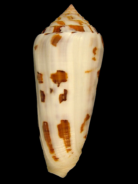 Conus (Pionoconus) gubernator   Hwass in Bruguière, 1792 C_gube10