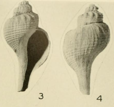 Muricidae Pagodulinae Trophonopsis muricata (Montagu, 1803) Captur26