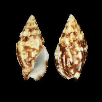 Volutidae volutinae Enaeta cylleniformis - (G. B. Sowerby I, 1844) Enaeta10