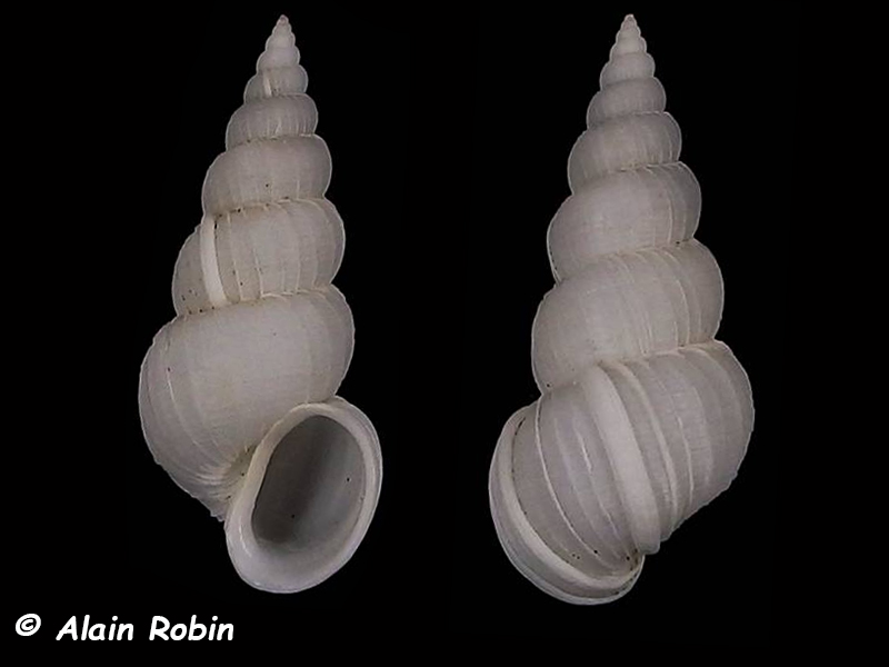 Filiscala raricosta (Lamarck, 1804) Epiton16