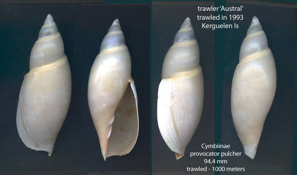 Volutidae Cymbiinae Provocator pulcher R. B. Watson, 1882  I0003114