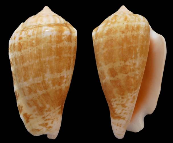 Conomurex coniformis (Sowerby II, 1842) I0003210