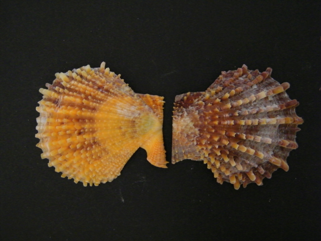 Scaeochlamys livida - Scaeochlamys livida (Lamarck, 1819)  Livida13