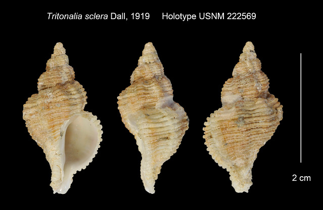 Muricidae Ocenebrinae Paciocinebrina sclera (Dall, 1919) Pacioc10