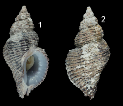 Muricidae Ocenebrinae Paciocinebrina décrits en 2020 Pacioc11