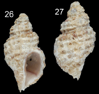 Muricidae Ocenebrinae Paciocinebrina décrits en 2020 Pacioc14