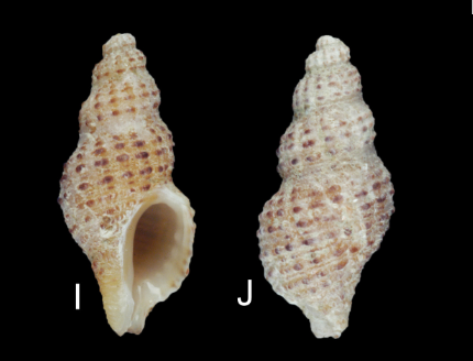 Muricidae Ocenebrinae Paciocinebrina décrits en 2019 Pacioc19