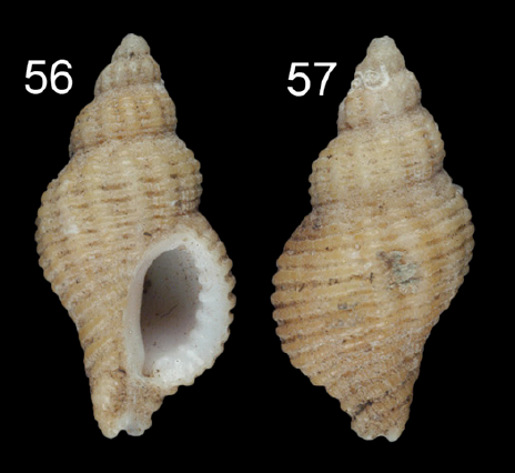 Muricidae Ocenebrinae Paciocinebrina munda (P. P. Carpenter, 1864) Pacioc21