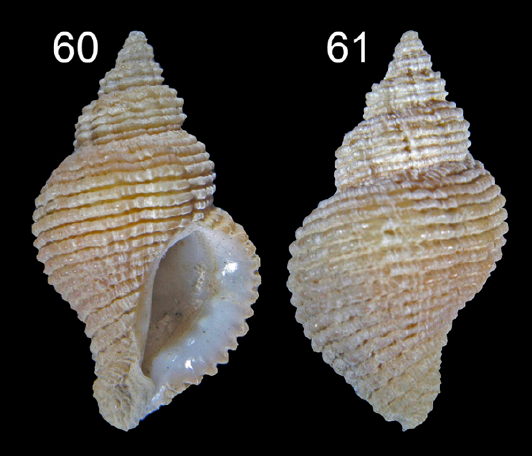 Muricidae Ocenebrinae Paciocinebrina lurida (Middendorff, 1848) Pacioc23