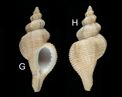 Muricidae Ocenebrinae Paciocinebrina foveolata (Hinds, 1844) Pacioc26