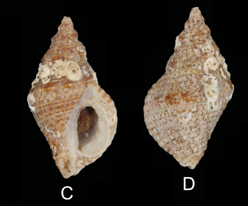 Muricidae Ocenebrinae Paciocinebrina gracillima (Stearns, 1871) Pacioc28