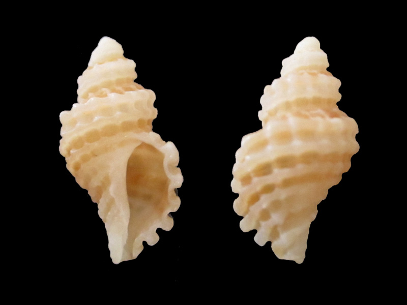 Muricidae Ocenebrinae Vaughtia scrobiculata (Dunker, 1846) Vaught10