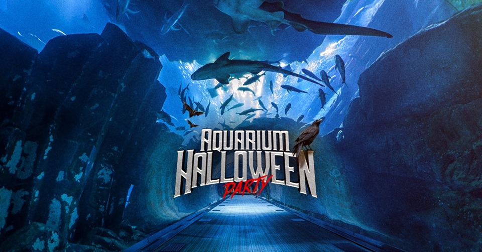 Aquarium Halloween Party : Dansez avec les requins Aquari10