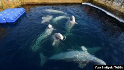 Libération des 50 derniers bélugas en captivités Beluga10