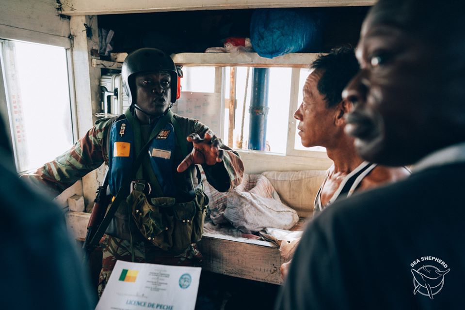 Quatre chalutiers arrêtés par Sea Shepherd dans les eaux protégées du Bénin ! D10