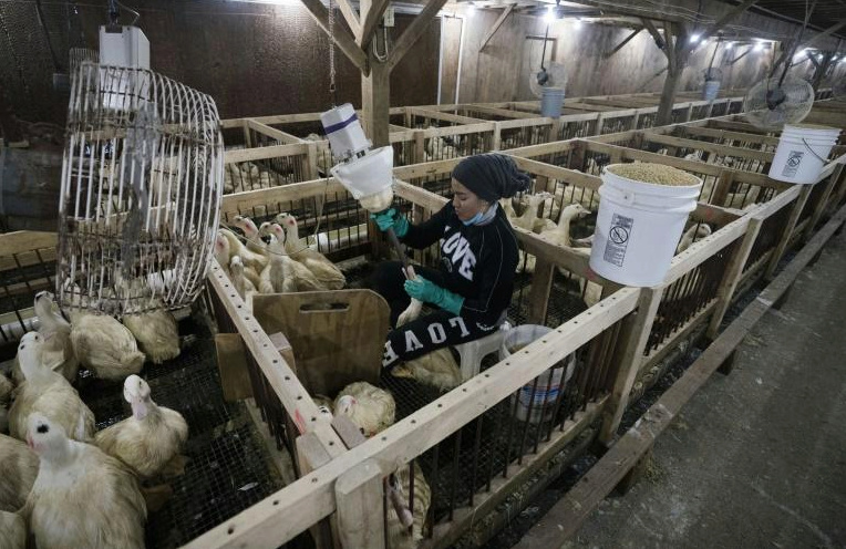 New York interdit la commercialisation du foie gras à partir de 2022 Fg_tif10