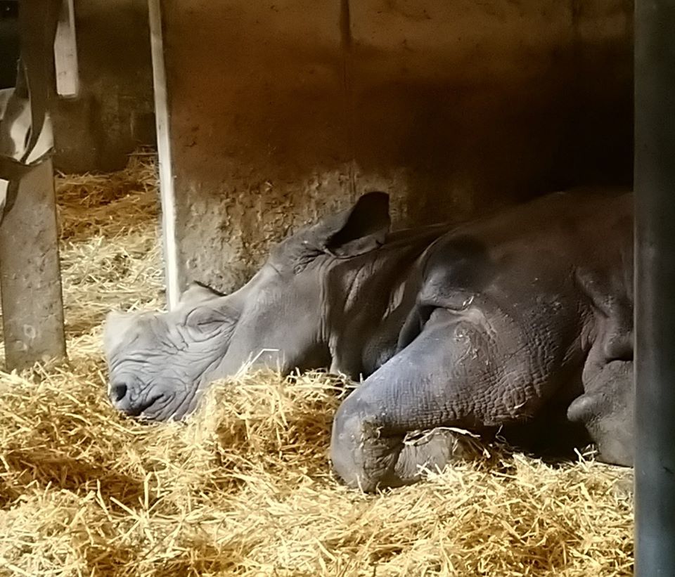 Jakob, le rhinocéros noir du Zoo de Pont-Scorff est mort  Jac10