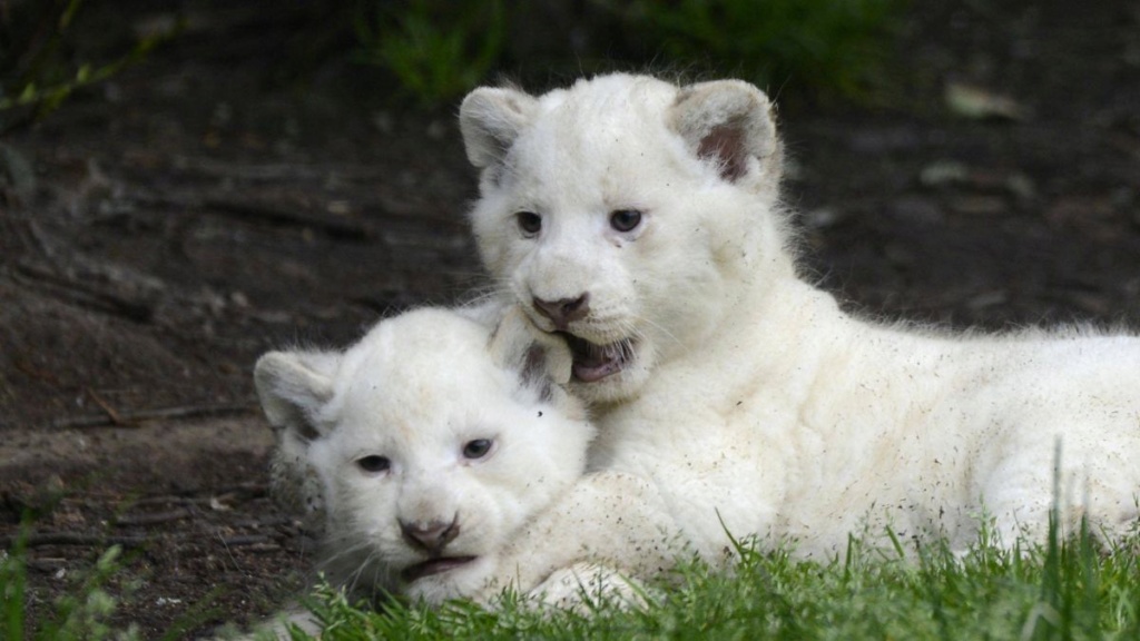 Zoo de Pont Scorff : bientôt un centre de réhabilitation Maxnew10