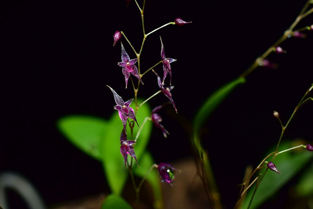 Lepanthopsis astrophora Lepant19