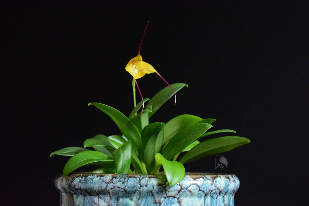 Masdevallia triangularis - Seite 2 Masdev22