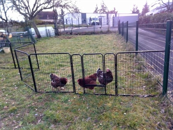 Les Poules et coq orpington = Parlons en ! - Page 2 2-img_11