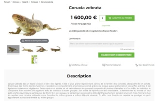 Corcuia zebrata dispo Coruci10