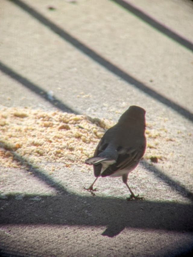 Junco ardoisé ??? Pxl_2041