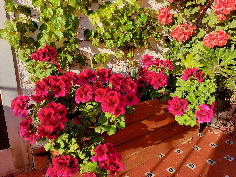 Mi terraza en Valencia 20240420