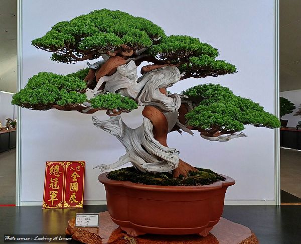 2023高雄市盆栽展／ 2023 Bonsai Exhibition in Kaohsiung Taiwan 44826510