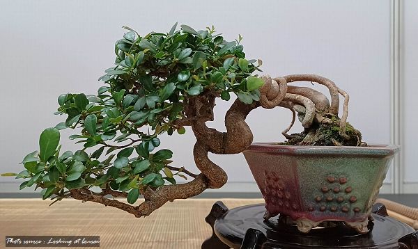 2023高雄市盆栽展／ 2023 Bonsai Exhibition in Kaohsiung Taiwan 44834110