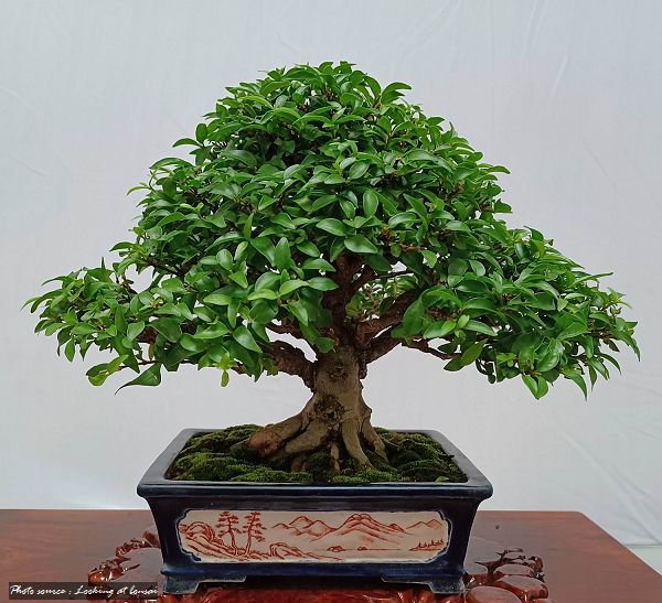 2023高雄市盆栽展／ 2023 Bonsai Exhibition in Kaohsiung Taiwan 44834210