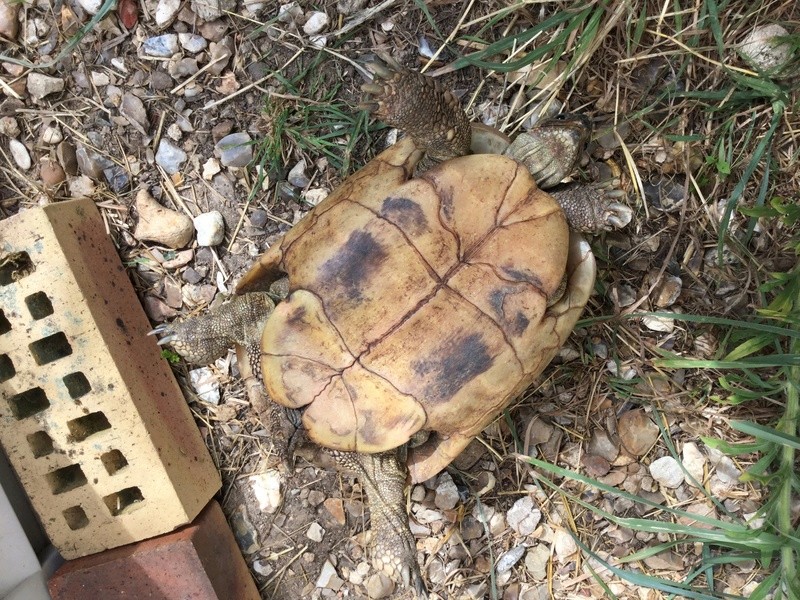 Identification de mes deux tortues Image32