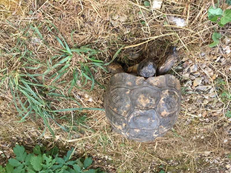 Identification de mes deux tortues Image33