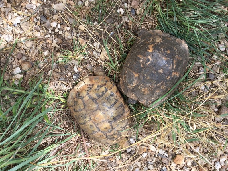 Identification de mes deux tortues Image34