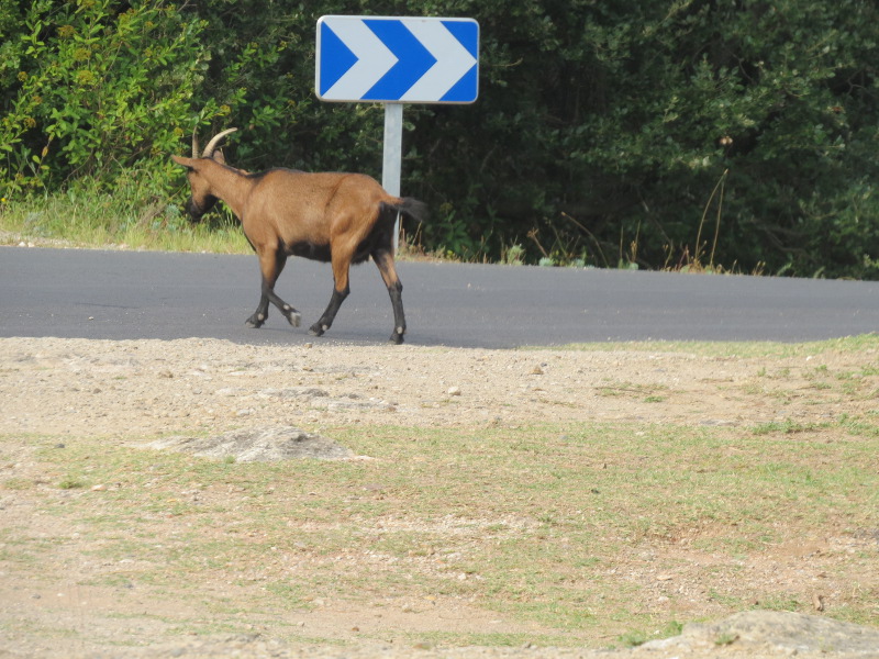 Yocco et Anook dans le Sud 08_chy10