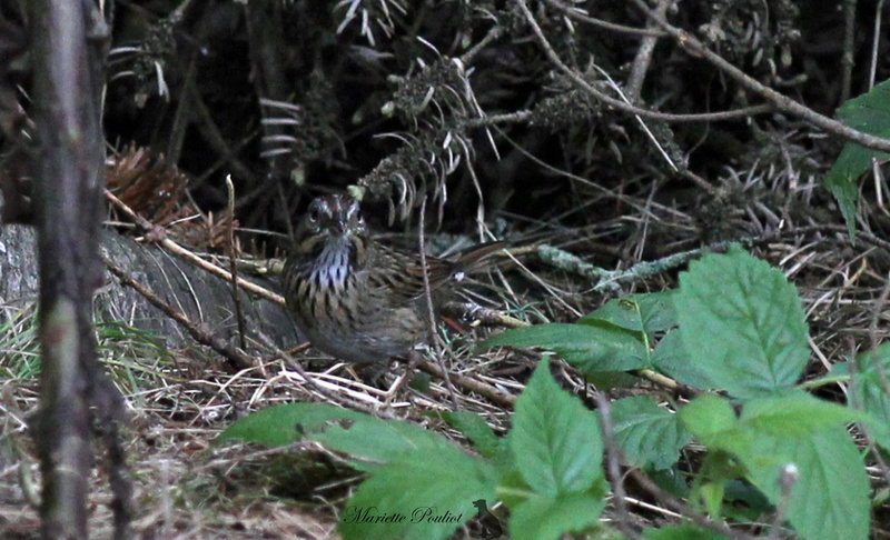 Bruant mais lequel??? Img_4711