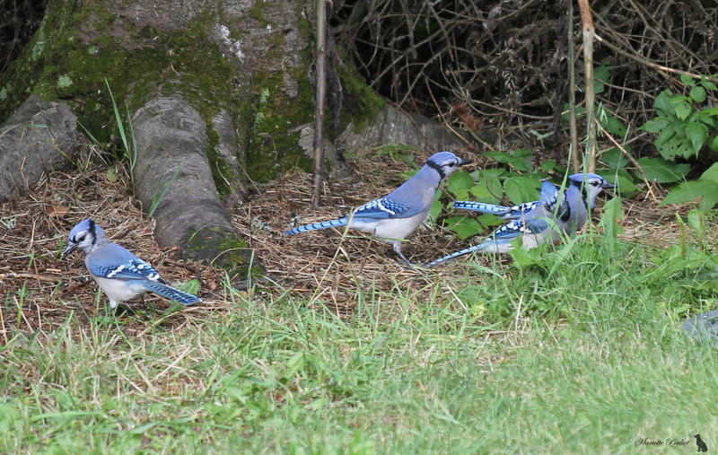 Grosse activité dans ma cour hier, je crois qu'on avait faim Img_4824