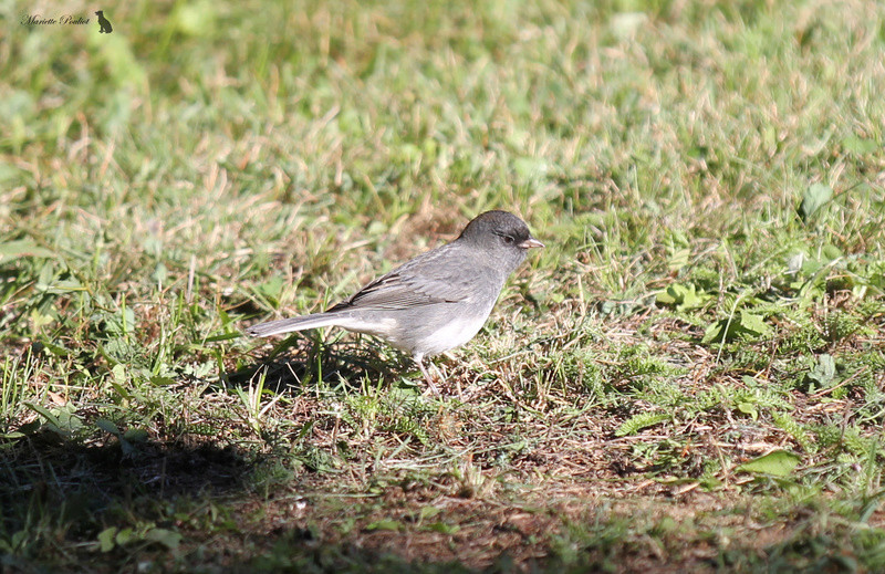 Les Juncos de retour chez moi Img_5713