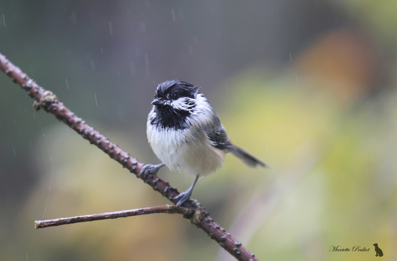 une pluie d'automne pas facile pour nos petits oiseaux. Img_6214