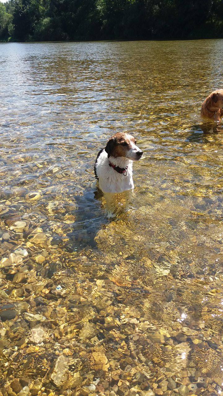 BART, croisé fox terrier épagneul, 3 ans - M - Page 7 14233410