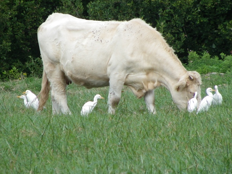 La vache Charolaise Imgp1510