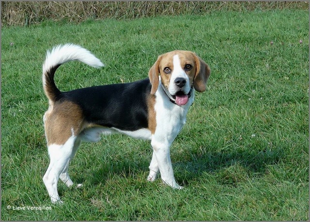 PIXEL - beagle 2 ans - Refuge du Beaussart à Boussu en Fagne (Belgique) 14370410