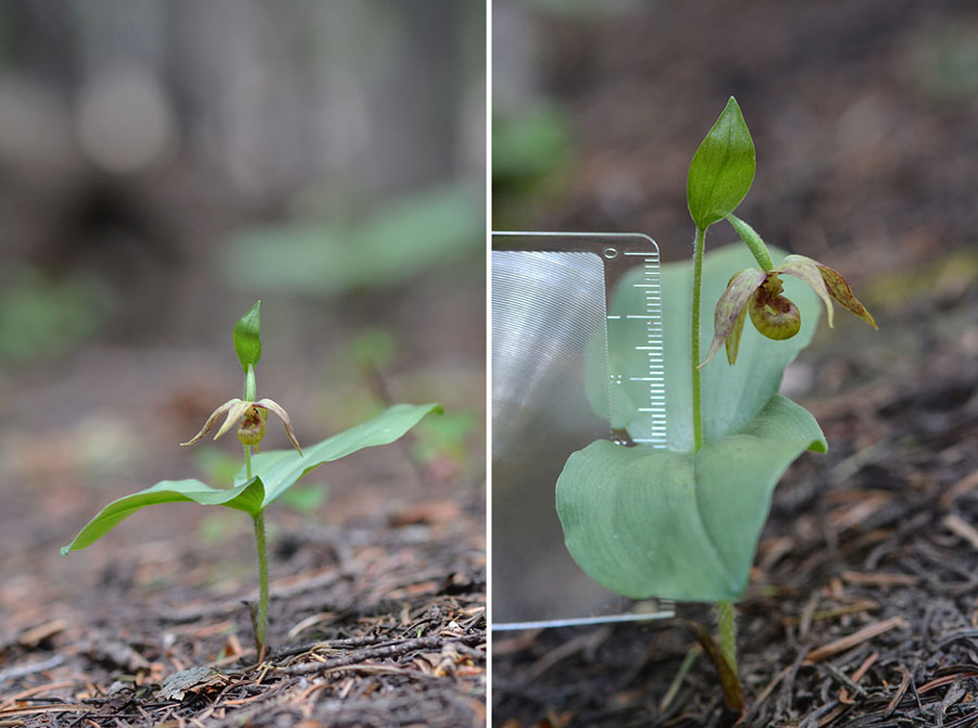 [USA] Orchidées et paysages de l'ouest américain Jlr_7211