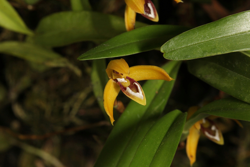 Brasiliorchis (Maxillaria) gracilis  65993210