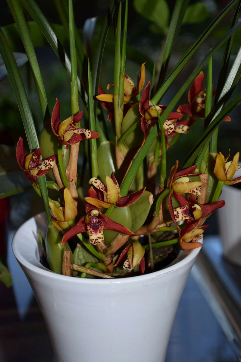 Maxillaria tenuifolia Dsc_1513