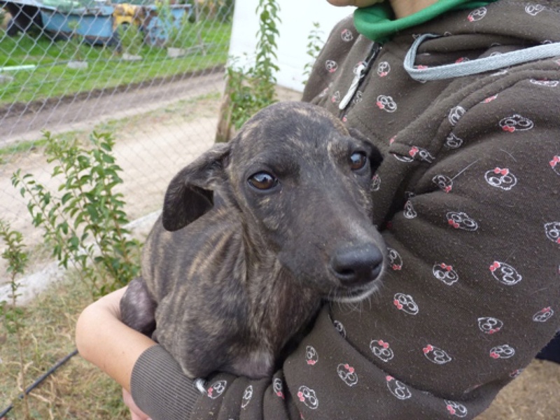 Ambre galguita adoptée Ambre210