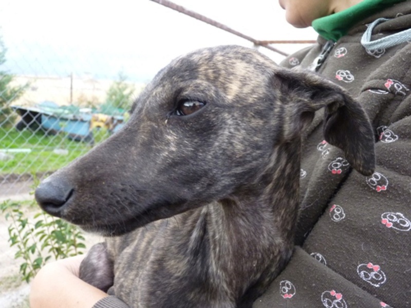 Ambre galguita adoptée Ambre310
