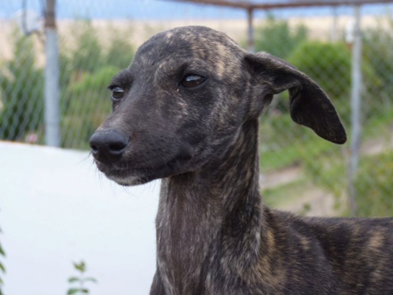 Ambre galguita adoptée Ambre510