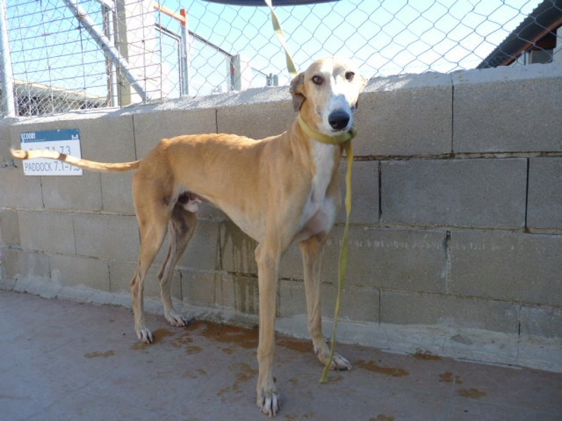 Azor galgo à l'adoption né en 2014 refuge de scooby Azor10